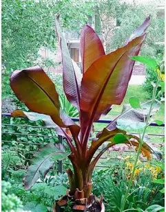 Banana Ensete (Red)