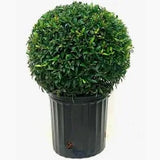 Eugenia Topiary