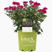 Knock Out Rose - Red Single