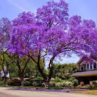Purple Tabebuia - Purple Trumpet Tree