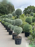 Arizona Cypress - Carolina Sapphire - Topiary