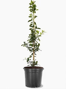 Eagleston Holly