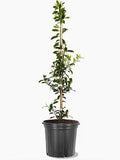 Eagleston Holly