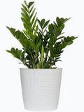 ZZ Plant