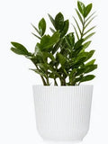 ZZ Plant