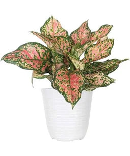 Chinese Evergreen - Aglaonema Ruby Ray
