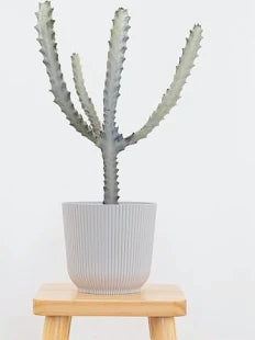 White Ghost Cactus