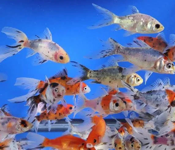 Fish Goldfish Assorted M/S, Med, & Reg