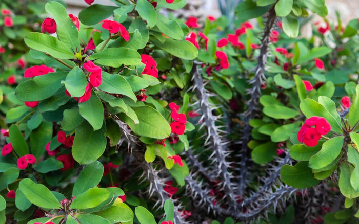 Crown of Thorns