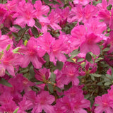 Azalea - Southern Charm