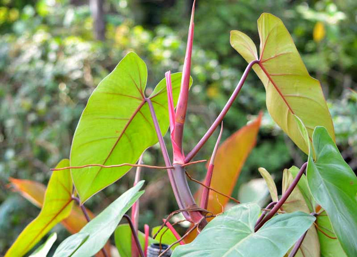 Blushing Philodendron