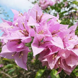 Bougainvillea
