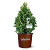 Oakland Holly