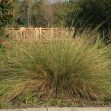 Cord Grass