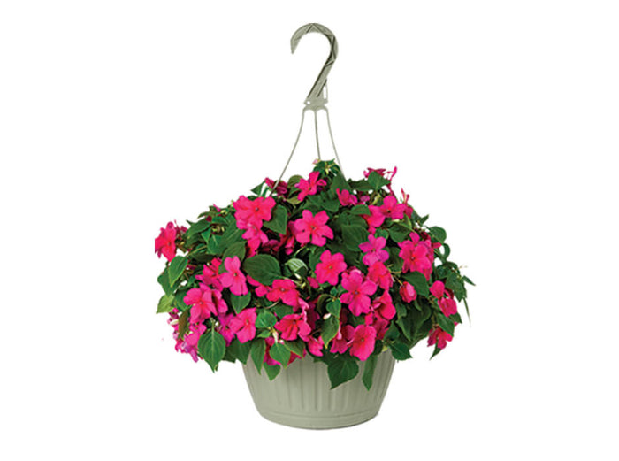 HB Annual/Perennial
