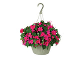 HB Annual/Perennial