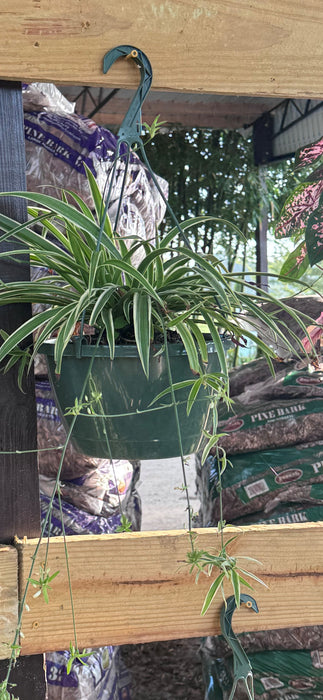 Spider Plant