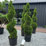 Arborvitae - Thuja - Topiary