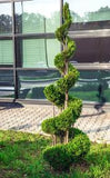 Podocarpus - Topiary
