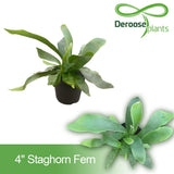 Staghorn Fern