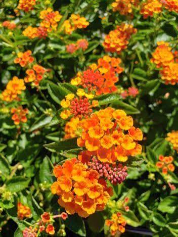 Lantana - Sunset