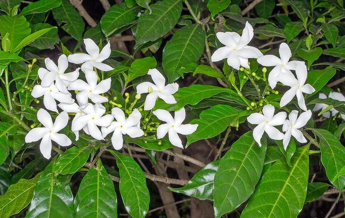 Pinwheel Jasmine