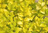 Sunshine Ligustrum