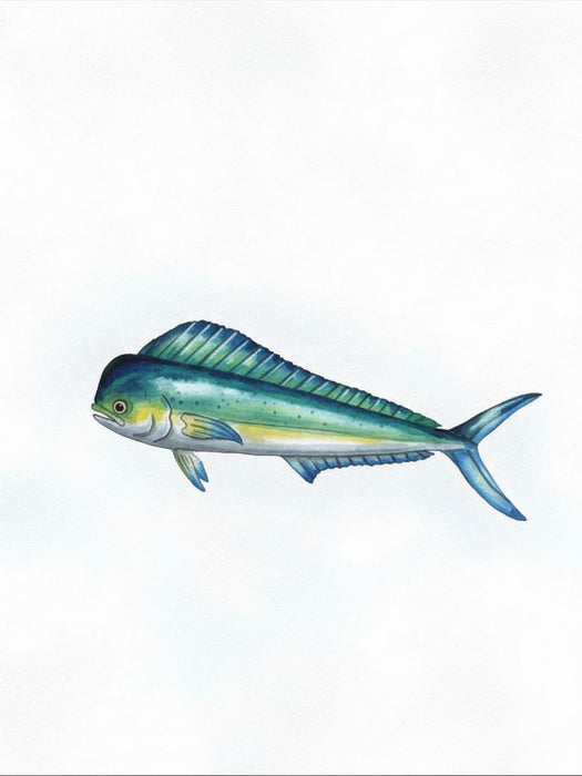 Dolphin Fish