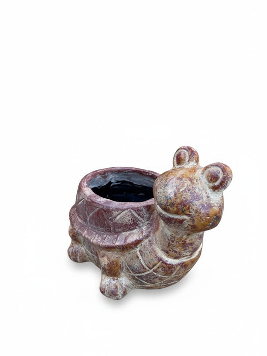 Small Turtle with Sideways Head