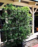 Podocarpus - Topiary