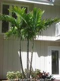 Alexandra King Palm