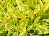 Alternanthera - True Yellow