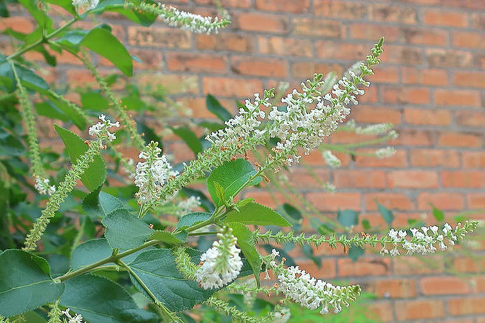 Sweet Almond Bush