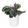 Calathea Medallion