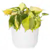 Philodendron Brasil - Variegated