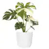 Monstera Thai Constellation