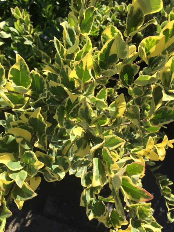 Variegated Ligustrum Bush