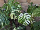 Monstera - Swiss Cheese Plant