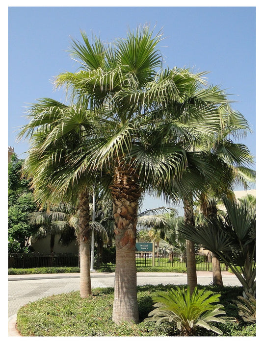 Washingtonia Palm