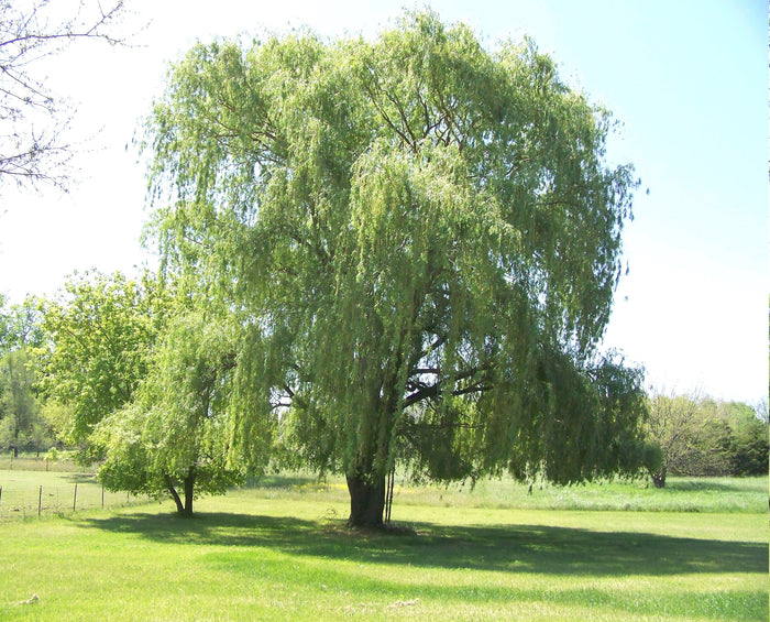 Weeping Willow