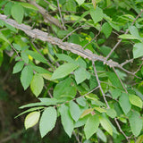 Winged Elm
