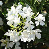 Oleander