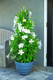 Mandevilla