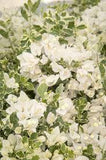 Bougainvillea