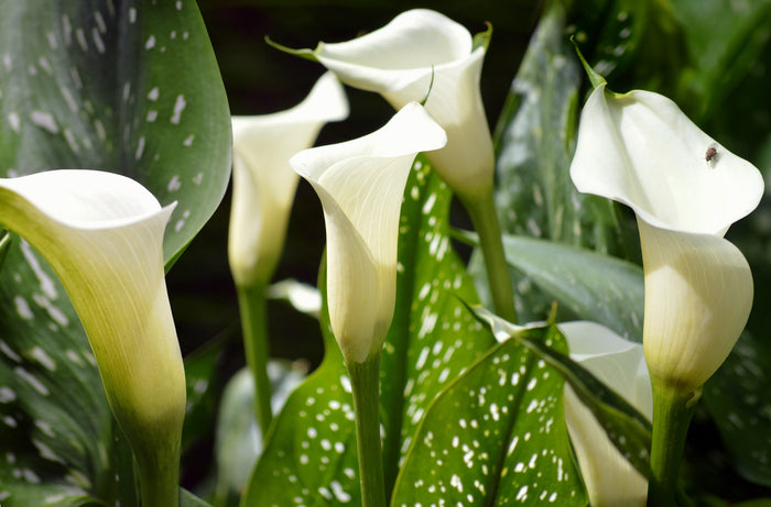 Calla Lily