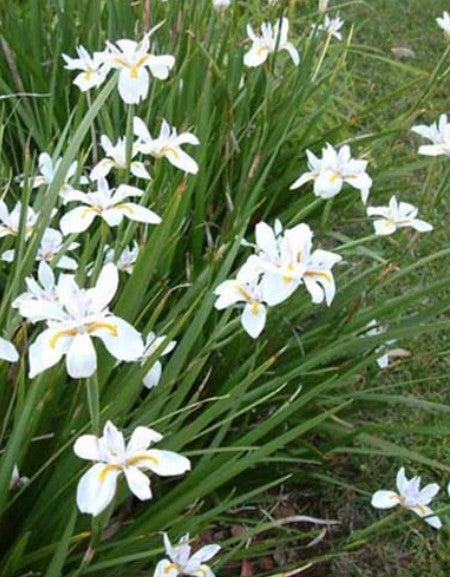 African Iris White