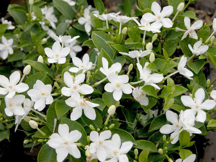 Asian Snow Jasmine