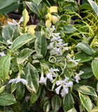 Confederate Jasmine