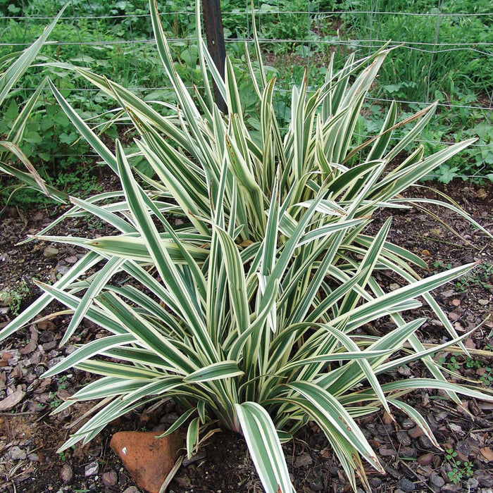 Flax Lily