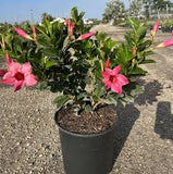 Mandevilla